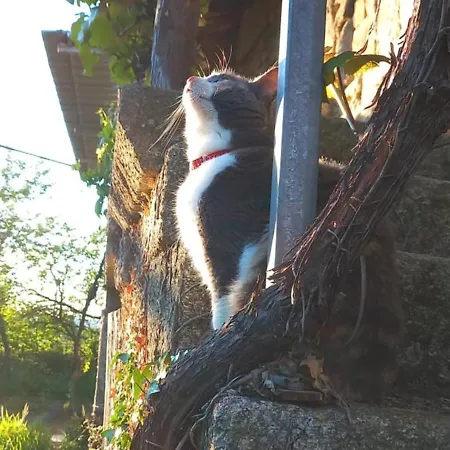 Casa Dos Anxeles Vut-or-1310 Holiday home Trasmiras